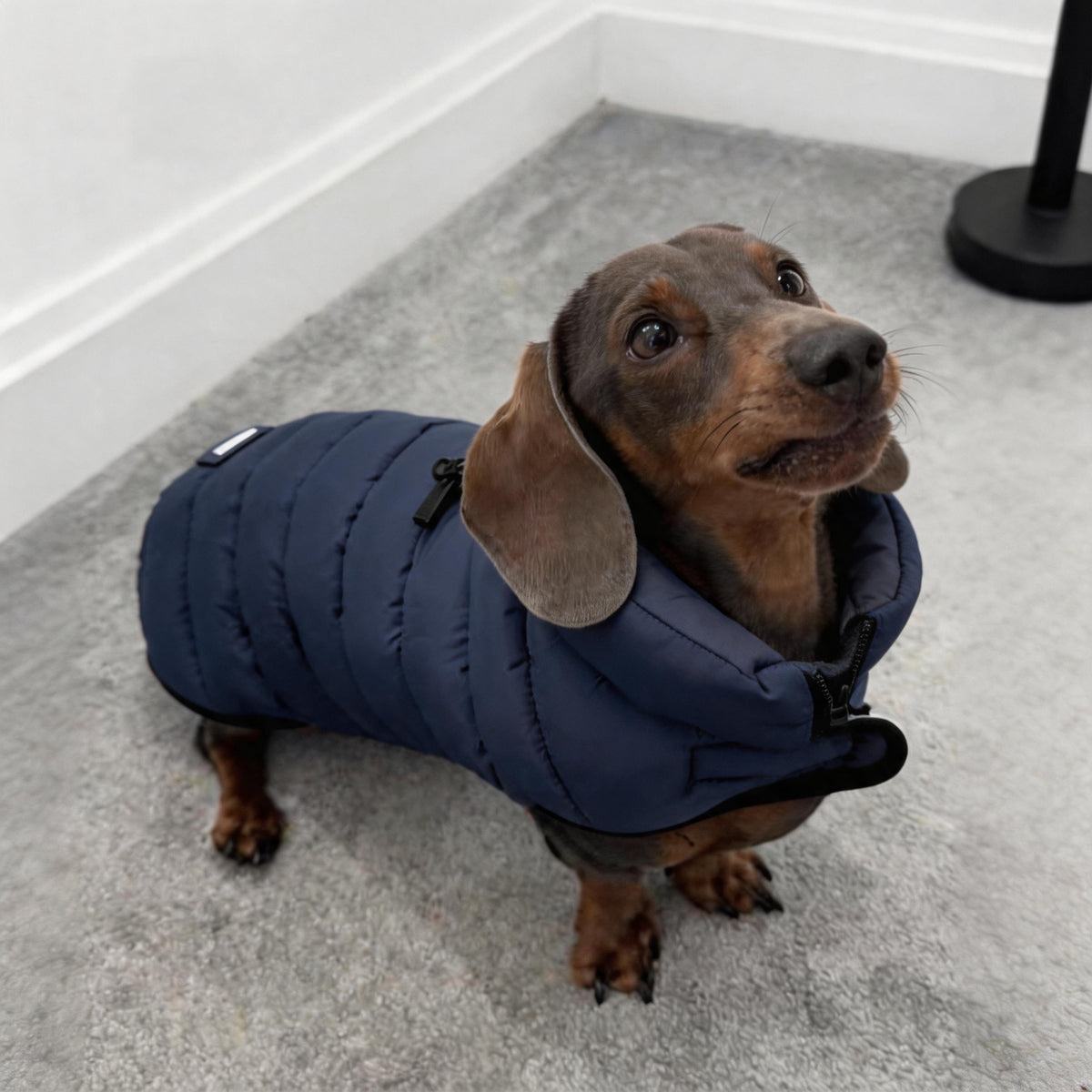 Dachshund Winter Puffer Coat