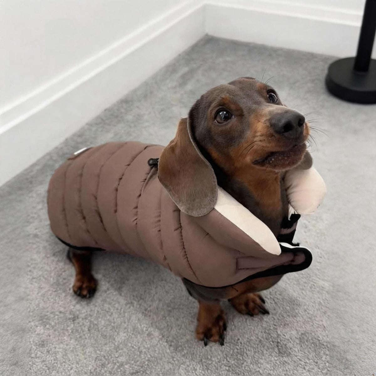 Dachshund Winter Puffer Coat
