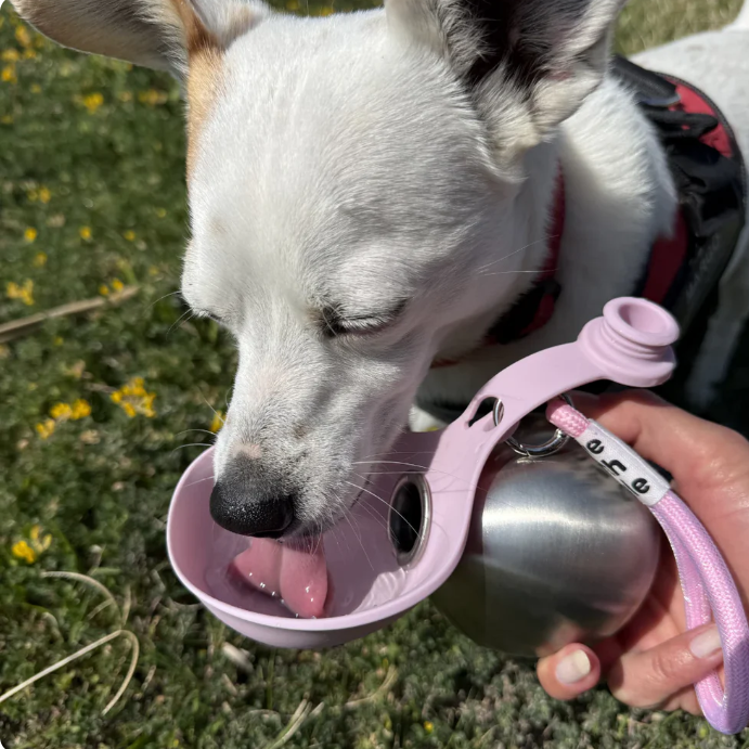 2-in-1 Leak-Proof Dog Water Bottle | 10oz Stainless Steel Ball-Shaped Travel Cup with Bowl
