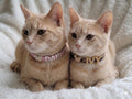 Personalized Bling Name Cat Collar