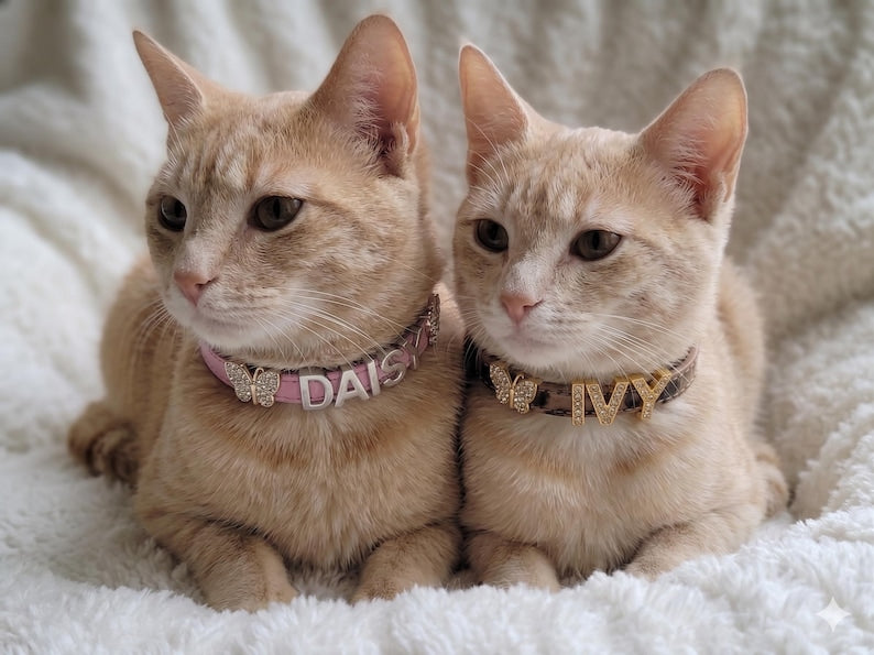 Personalized Bling Name Cat Collar