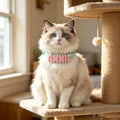 Personalized Bold Name Collar & Leash