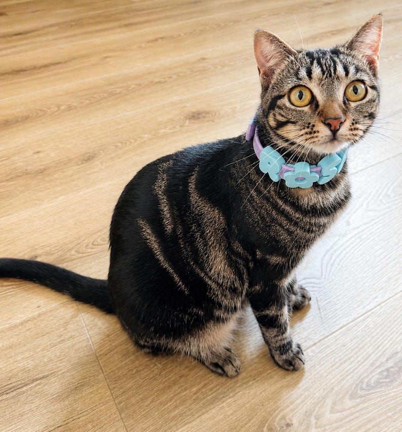 Personalized Pastel Raised Name Collar