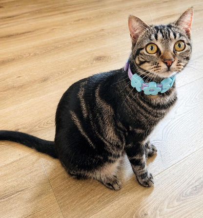 Personalized Pastel Raised Name Collar
